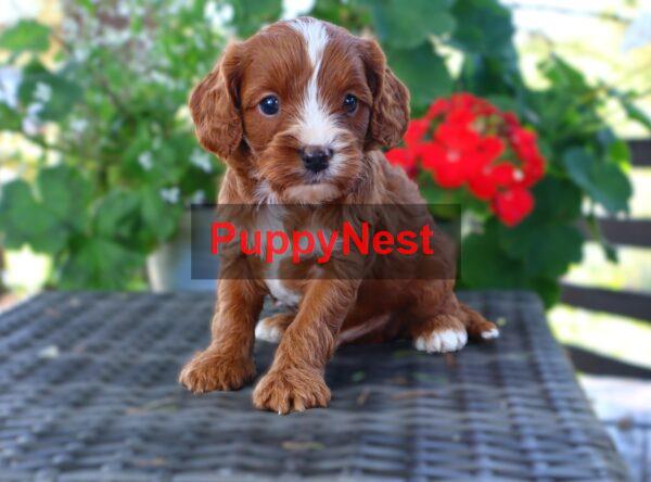 Puppy Image