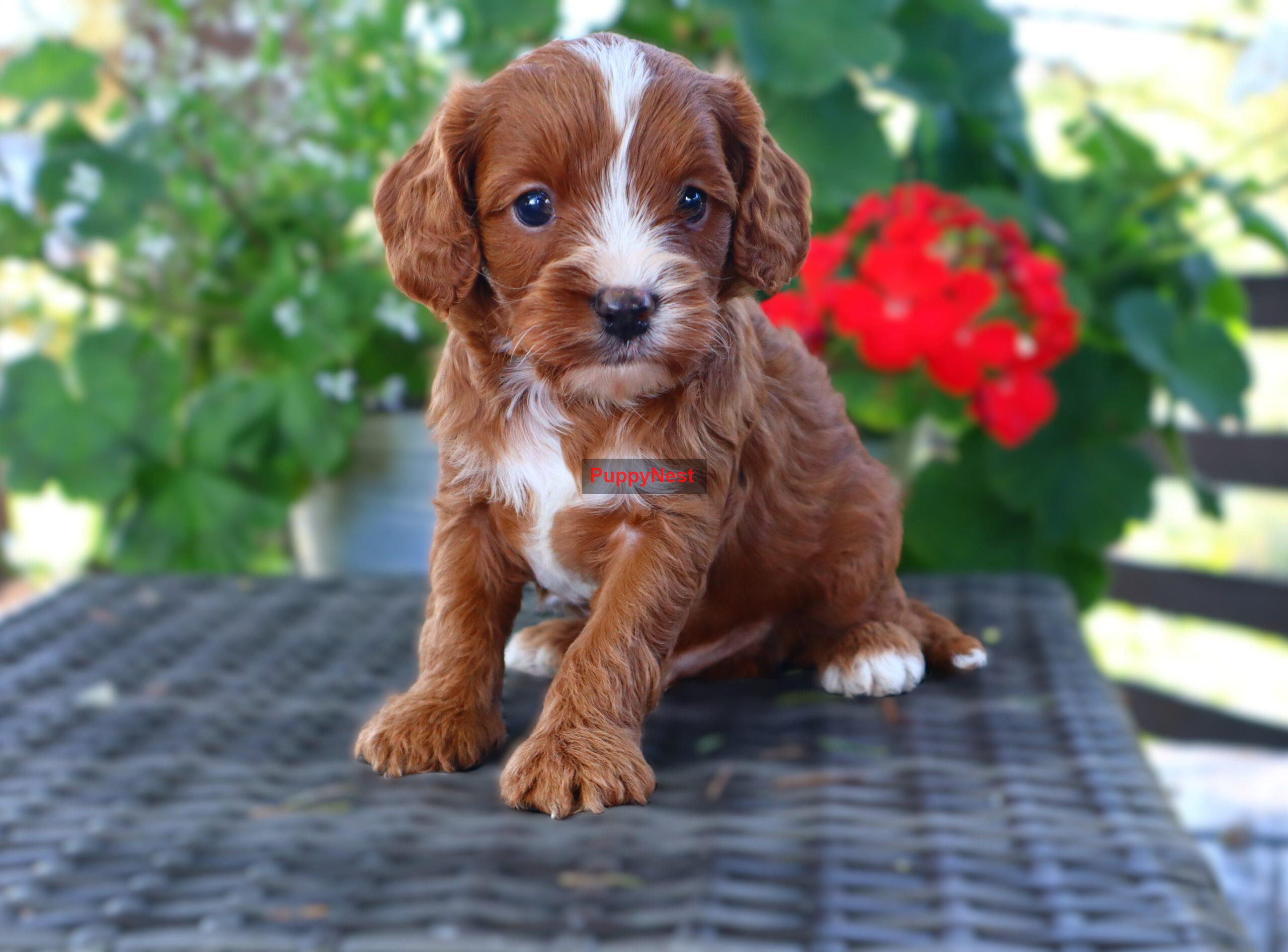 Puppy Image