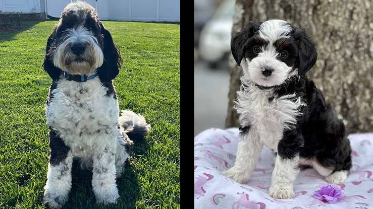 Bernedoodle Puppies: Temperament, Size, and Complete Care Guide | Samantha & Brooks Canines Puppy Blog