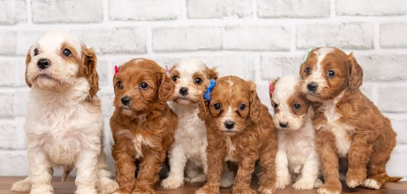 Cavapoo Puppies: Temperament, Size, and Complete Care Guide | Samantha & Brooks Canines Puppy Blog