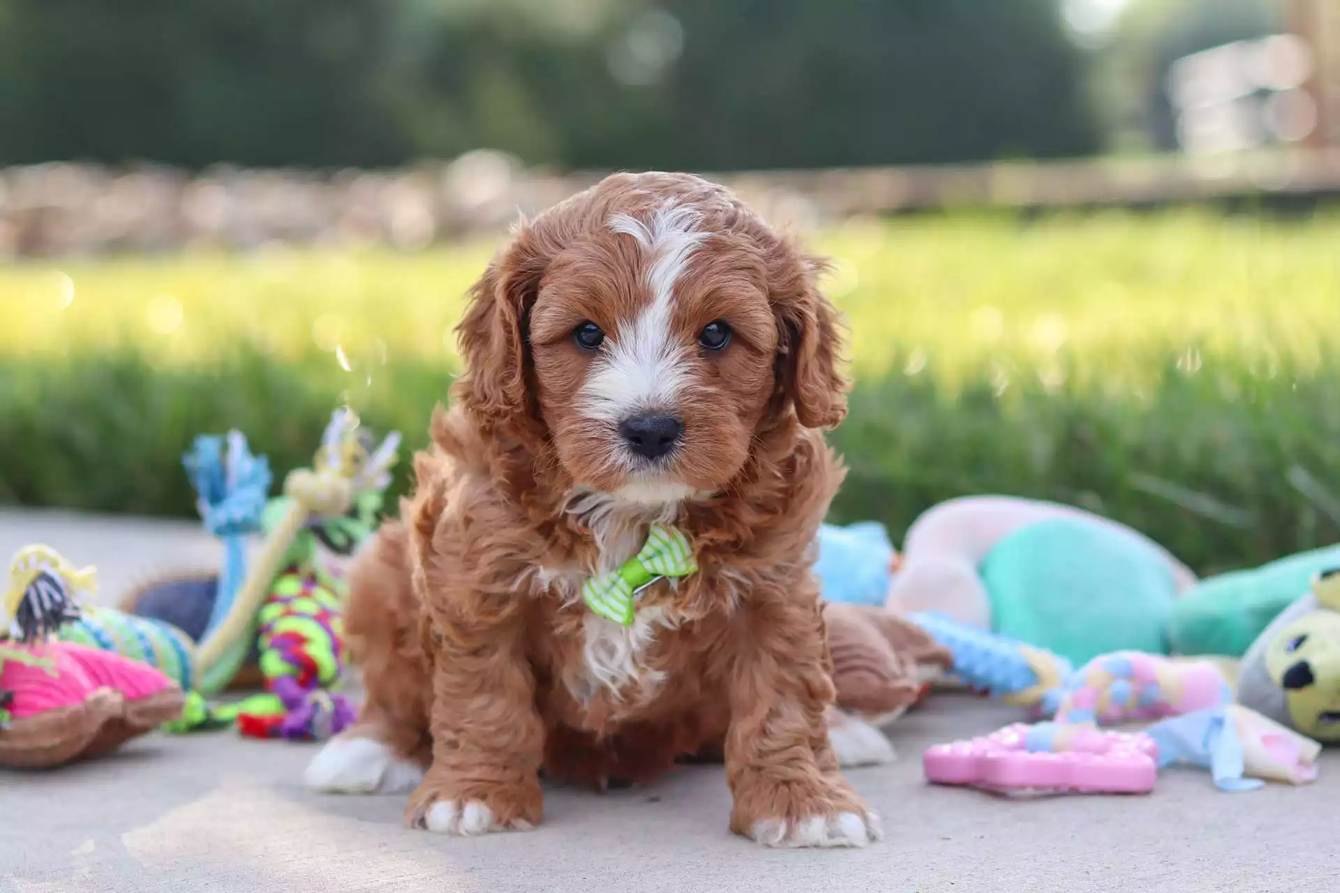 Griffon puppy for sale in USA