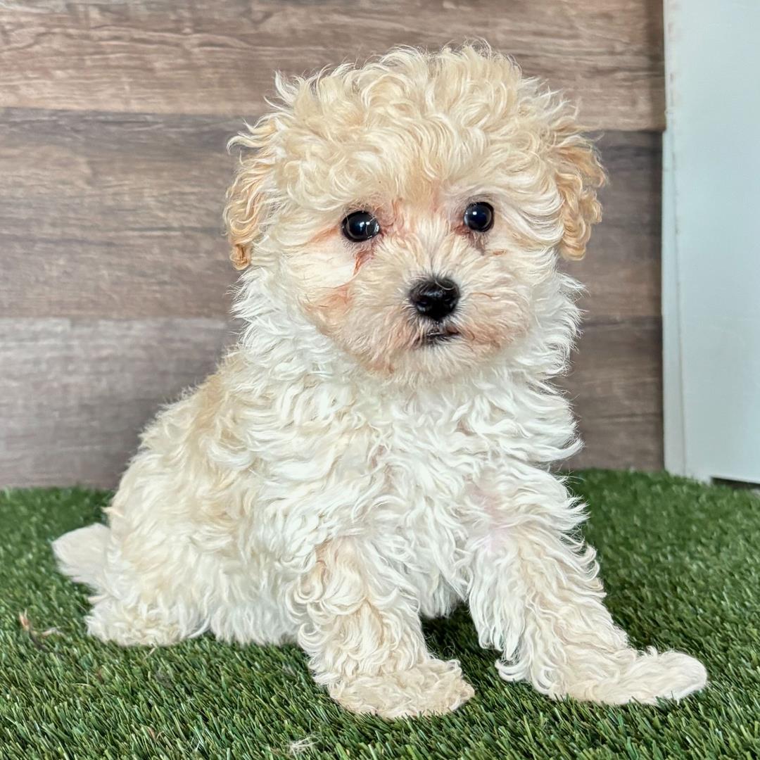 Myles puppy for sale in USA