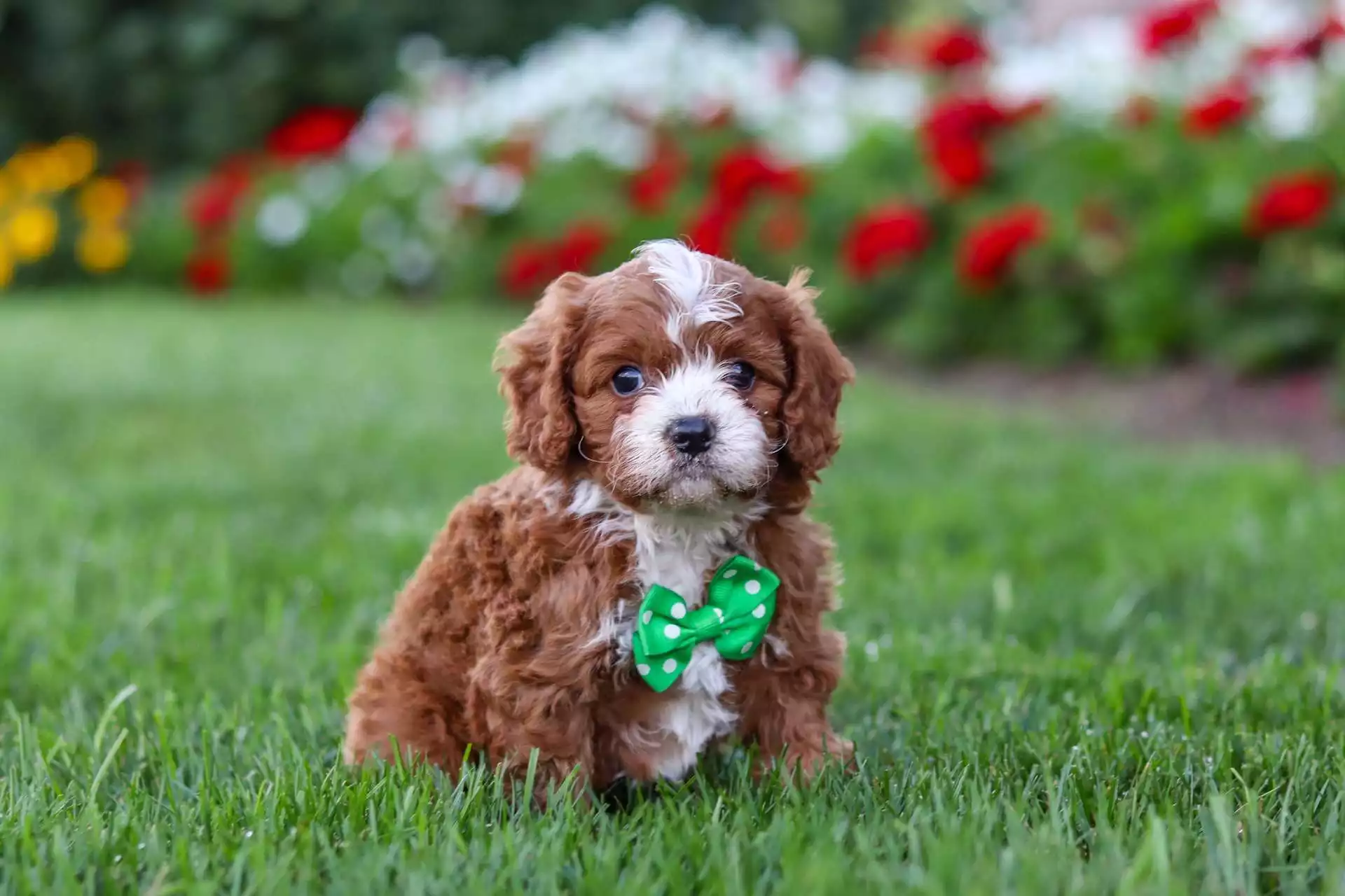Maguire puppy for sale in USA