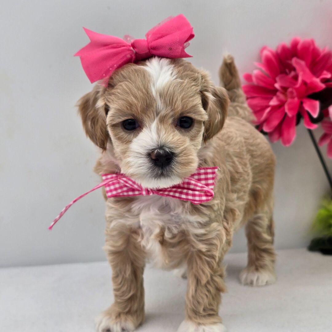 Ms Harper Puppy for Sale